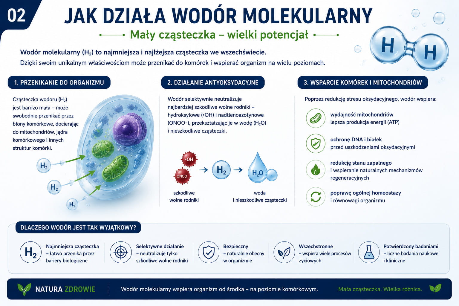 Jak działa wodór molekularny – infografika przedstawiająca przenikanie cząsteczki H₂ do komórek, selektywne oddziaływanie na najbardziej reaktywne wolne rodniki oraz wsparcie równowagi oksydacyjnej organizmu.